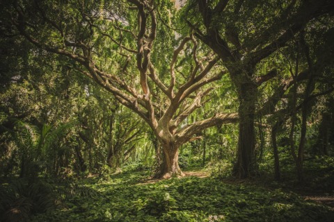 Conférence « Histoire(s) de(s) plantes »