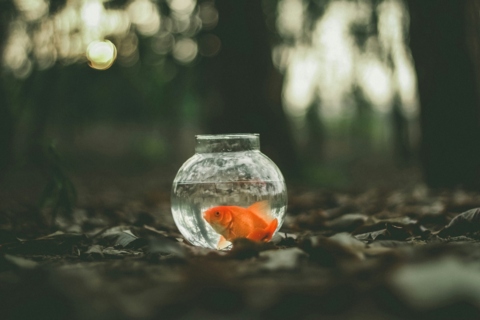 Chasse aux poissons rouges à Evolène