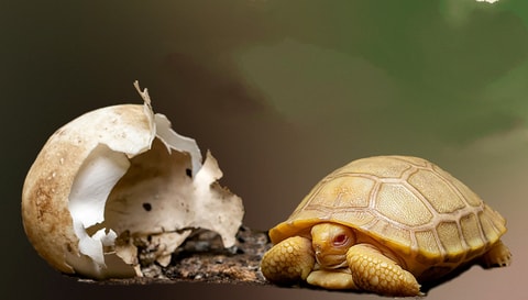 Chasse aux oeufs au Tropiquarium