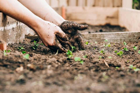 Cours "Mon potager personnalisé" à Gingins (VD)