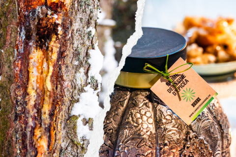 Faire son baume – Les secrets des arbres