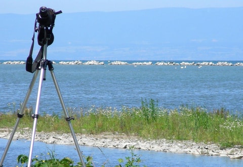 Visite guidée de la réserve naturelle des Grangettes