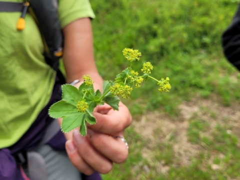 Initiation aux plantes médicinales au Parc Chasseral