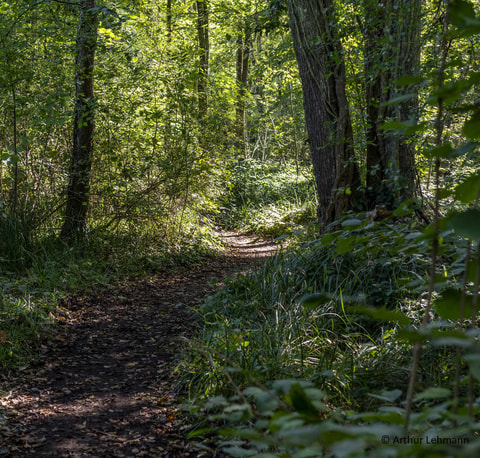 La réserve naturelle des Grangettes se dévoile sous tous ses angles