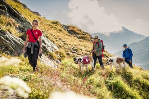 Randonnées au col du Grand-St-Bernard avec les Saint-Bernard