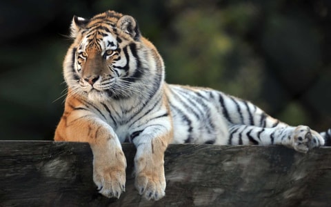 Célébration des 50 ans du Zoo de Servion (VD)