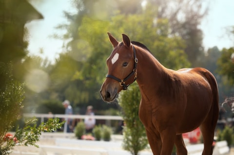 National FM – Haras national suisse – Avenches (VD)