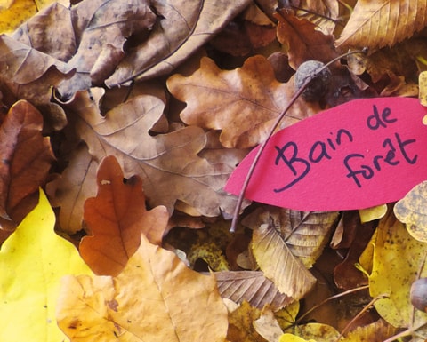 Bain de forêt automnal dans le bois de Chênes