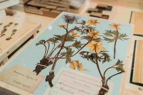 Expo « Histoires d&rsquo;herbiers- #7 Biodiversité Fribourg »