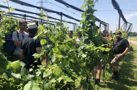Découvrez l&rsquo;œnologie et la viticulture à Changins