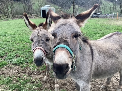 Activités et découvertes à la ferme Treilocrêt à Rossinière (VD)