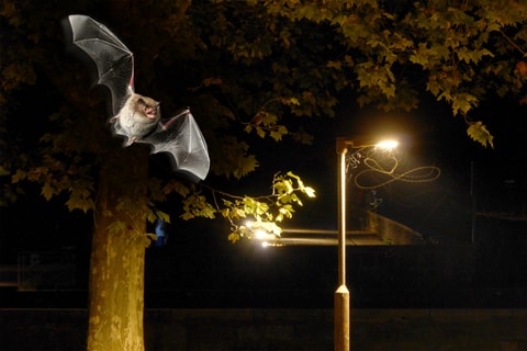 La nuit des chauves-souris – Jura bernois
