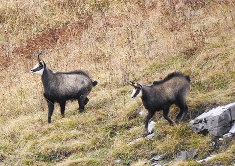 Le Rut du Chamois – Charmey (FR)