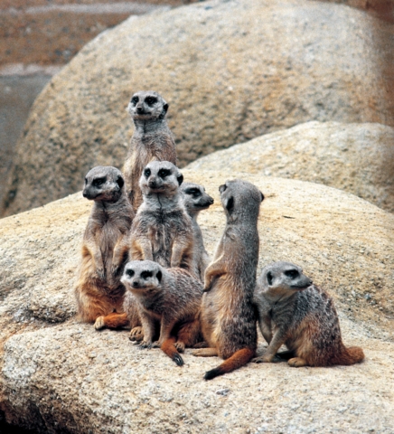 Zoo de Bâle