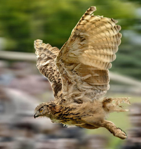 Les Aigles du Léman