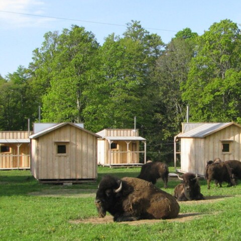 Bison Ranch