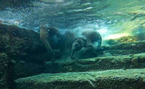 Zoo de Zurich