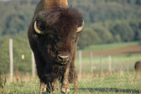 JuraBison à Boncourt (JU)