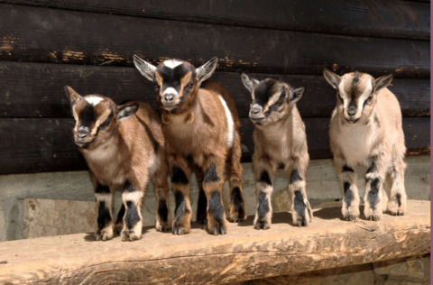 Zoo du Bois du Petit-Château