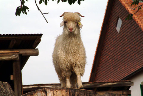 Mohair du Jorat