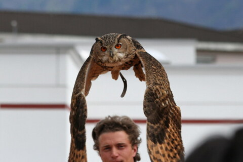 Falconeria Locarno
