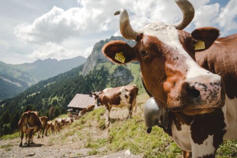 Ferme des Berra