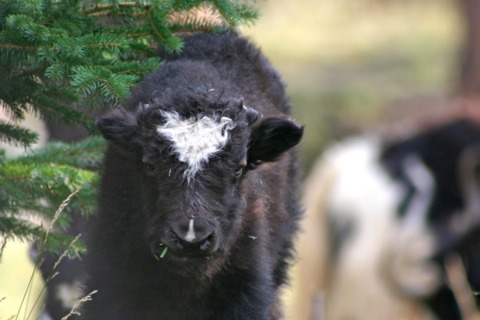 Yak Tsang Ling : Le mayen des yaks