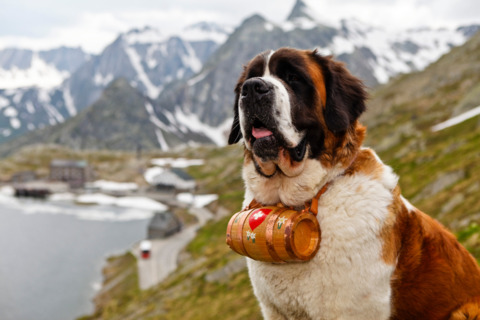 Pays du Saint-Bernard