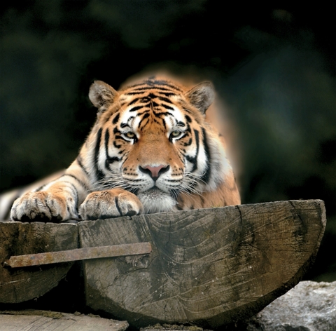 Zoo de Servion