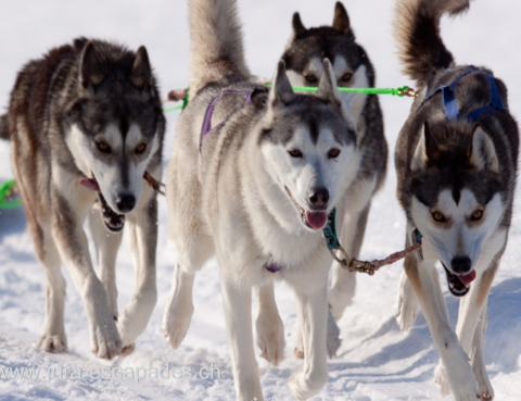 Jura Escapades – Husky