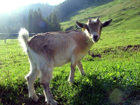 Fromagerie d&rsquo;alpage de Moléson