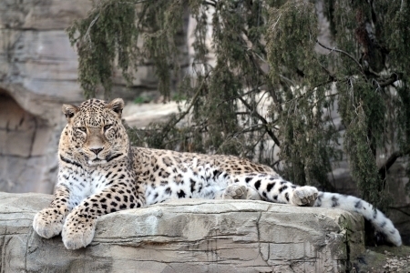 Parc zoologique Dählhölzli à Berne