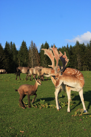 Parc Polaire