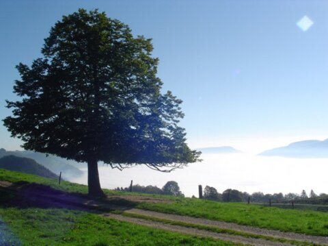 Parc naturel régional de Thal