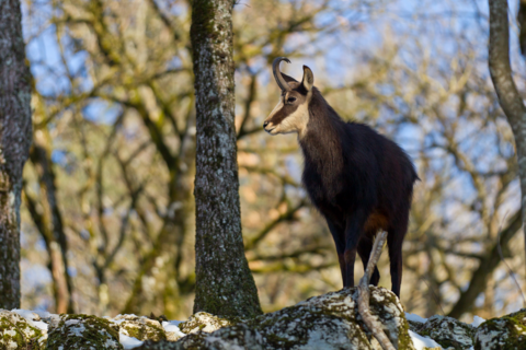 Parc zoologique de Bienne
