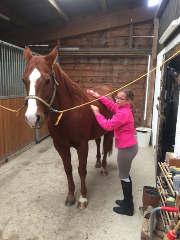 BB Quarter Horses
