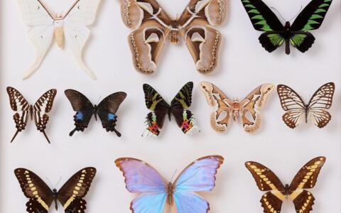 Muséum d&rsquo;histoire naturelle de Berne