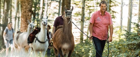 Trekking avec des lamas