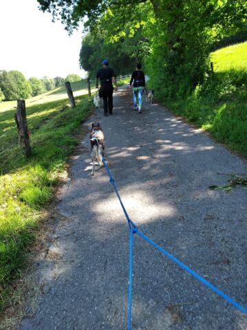 Arco Mushing Team