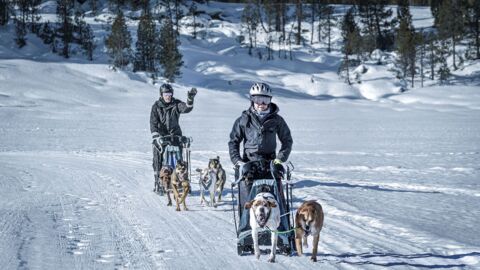 Mushing4you