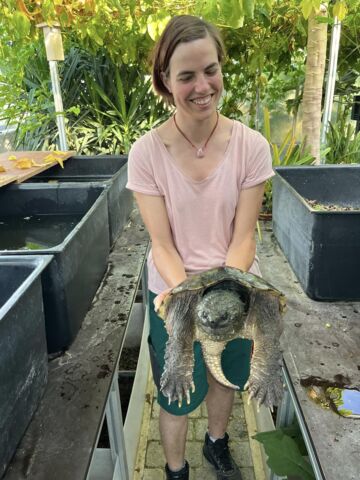 Encore une tortue hargneuse trouvée dans le canton de Vaud