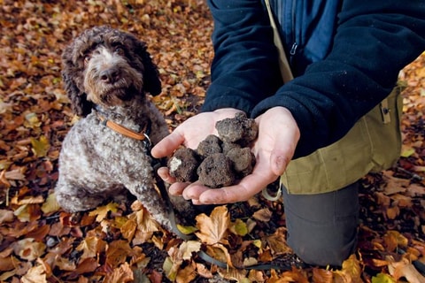 Visites de la truffe suisse