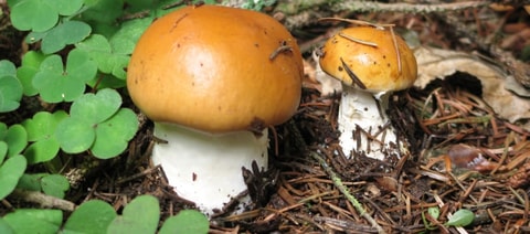 Sortie mycologique au Pays-d&rsquo;Enhaut