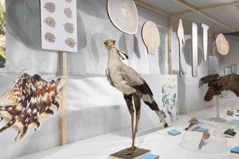 Expo « Spécimens 24 »