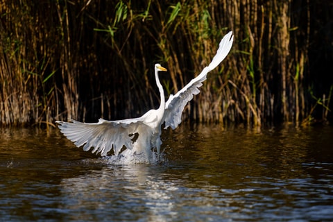 A la rencontre des oiseaux d’eau de la Grande Cariçaie