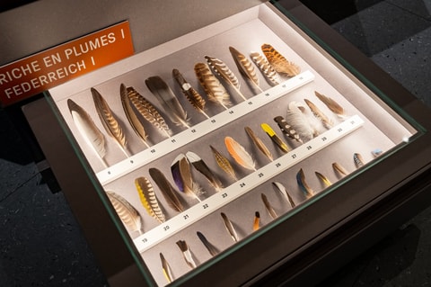 Expo « Traces – Empreintes, crottes et plumes »