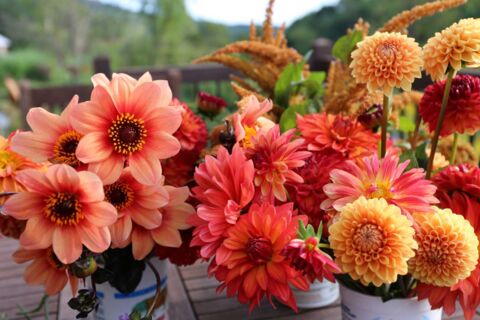 Grande vente des tubercules de dahlias