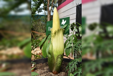 Arum titan: la plus grosse fleur du monde éclot au Papiliorama