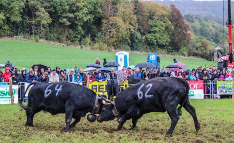 Combat de Reines d&rsquo;automne – Corcelles (NE)