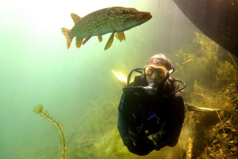 Go-Diving.ch